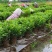 茉莉花苗，大量供应，盆苗，花卉盆景，多种规格