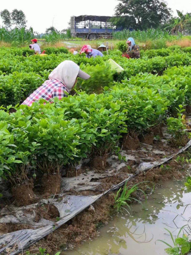 茉莉花苗，大量供应，盆苗，花卉盆景，多种规格