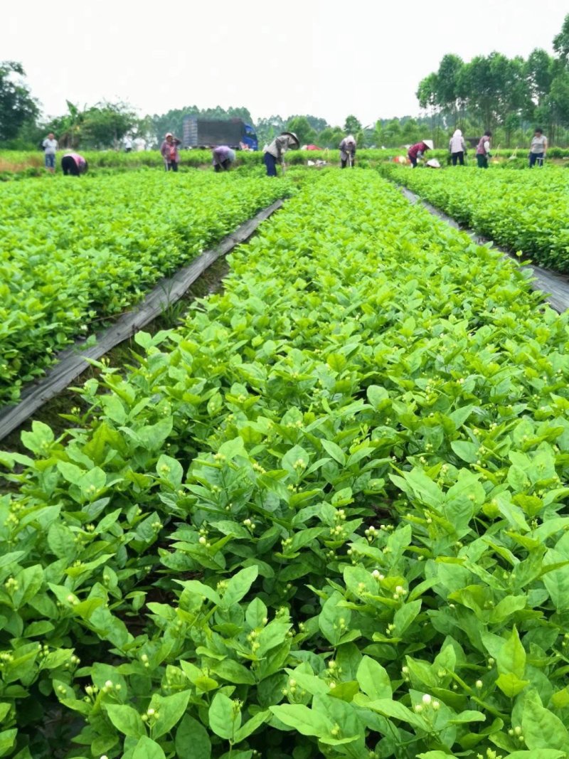茉莉花苗，大量供应，盆苗，花卉盆景，多种规格