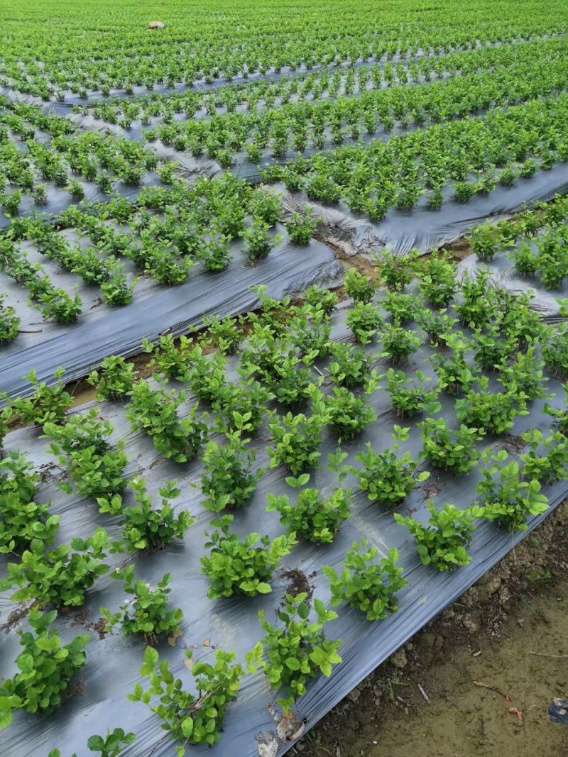 茉莉花苗，大量供应，盆苗，花卉盆景，多种规格
