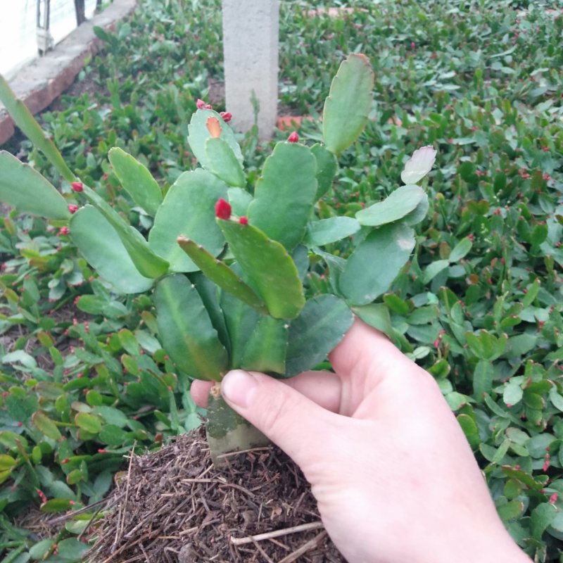 蟹爪兰，一手货源，真正的源头，现挖现发。保证质量
