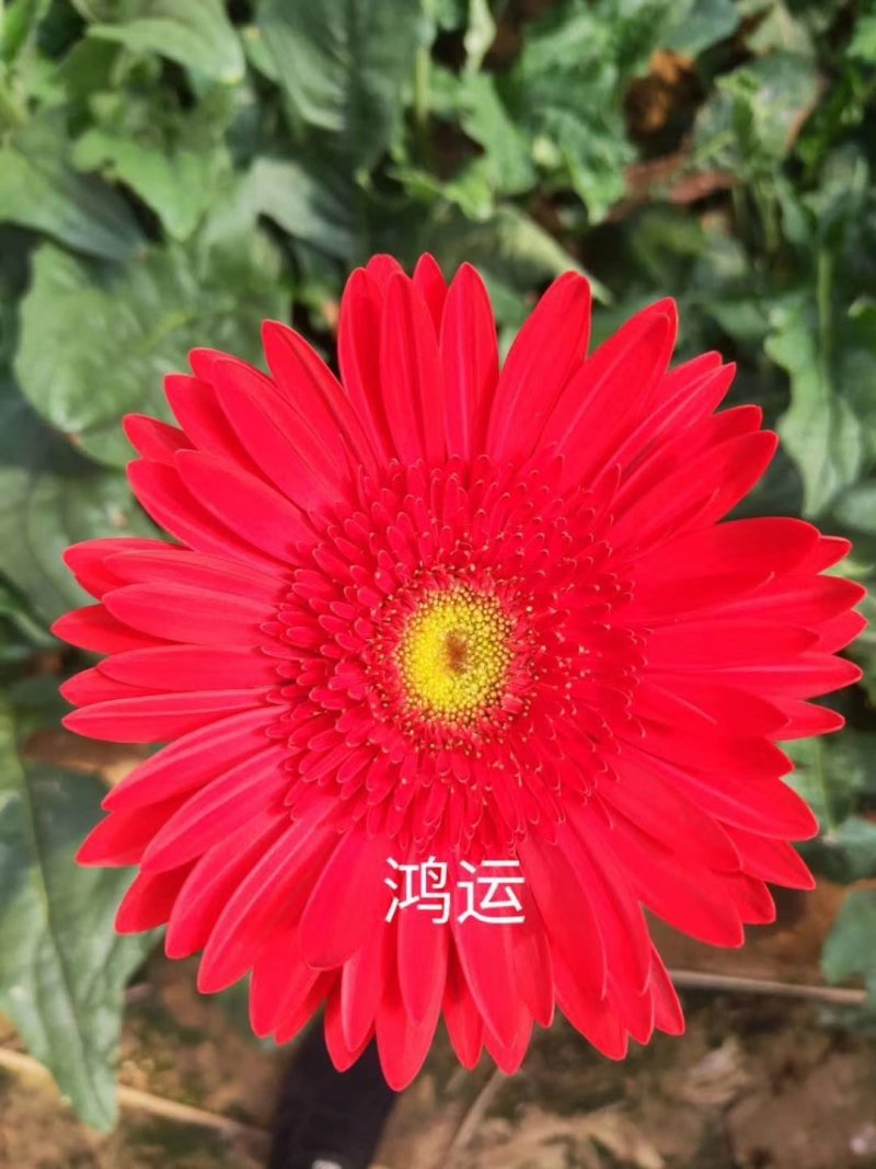 非洲菊种苗室外庭院植物阳台花卉四季开花耐寒耐热观花盆栽