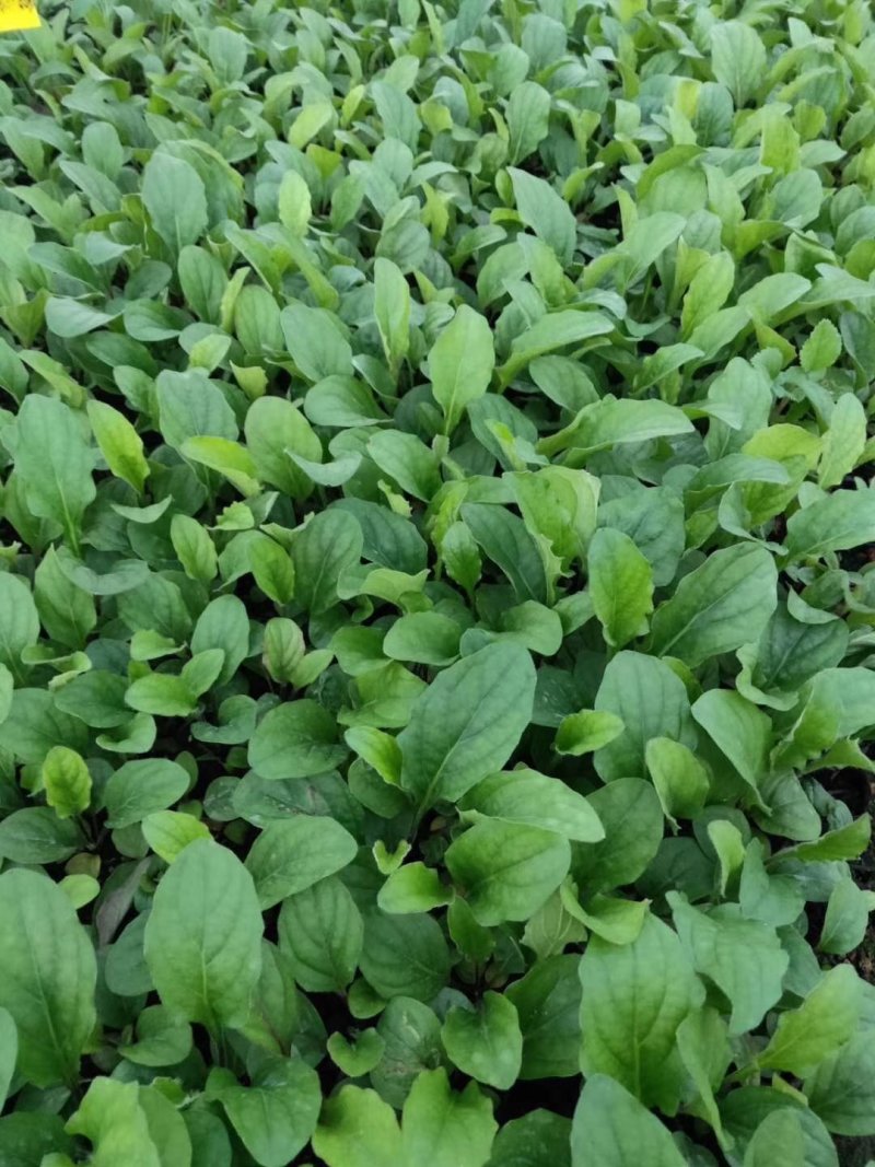 非洲菊种苗室外庭院植物阳台花卉四季开花耐寒耐热观花盆栽