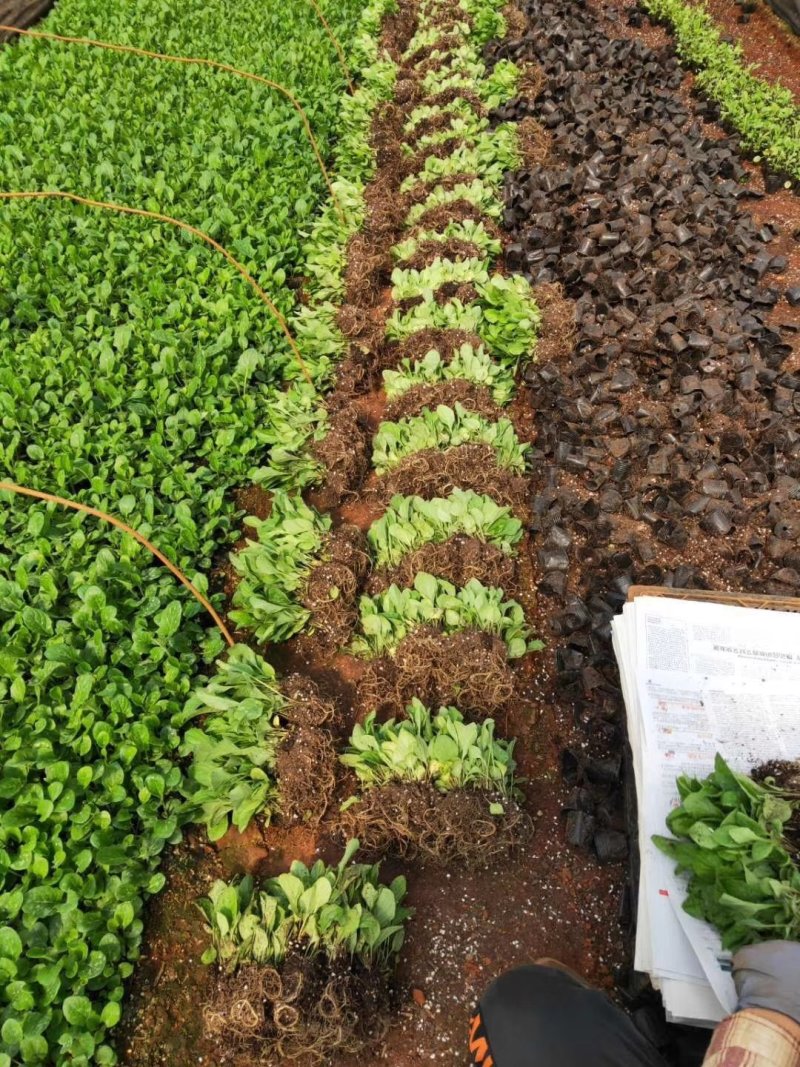 非洲菊种苗室外庭院植物阳台花卉四季开花耐寒耐热观花盆栽