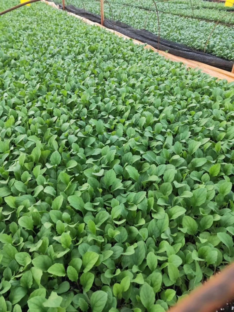 非洲菊种苗室外庭院植物阳台花卉四季开花耐寒耐热观花盆栽