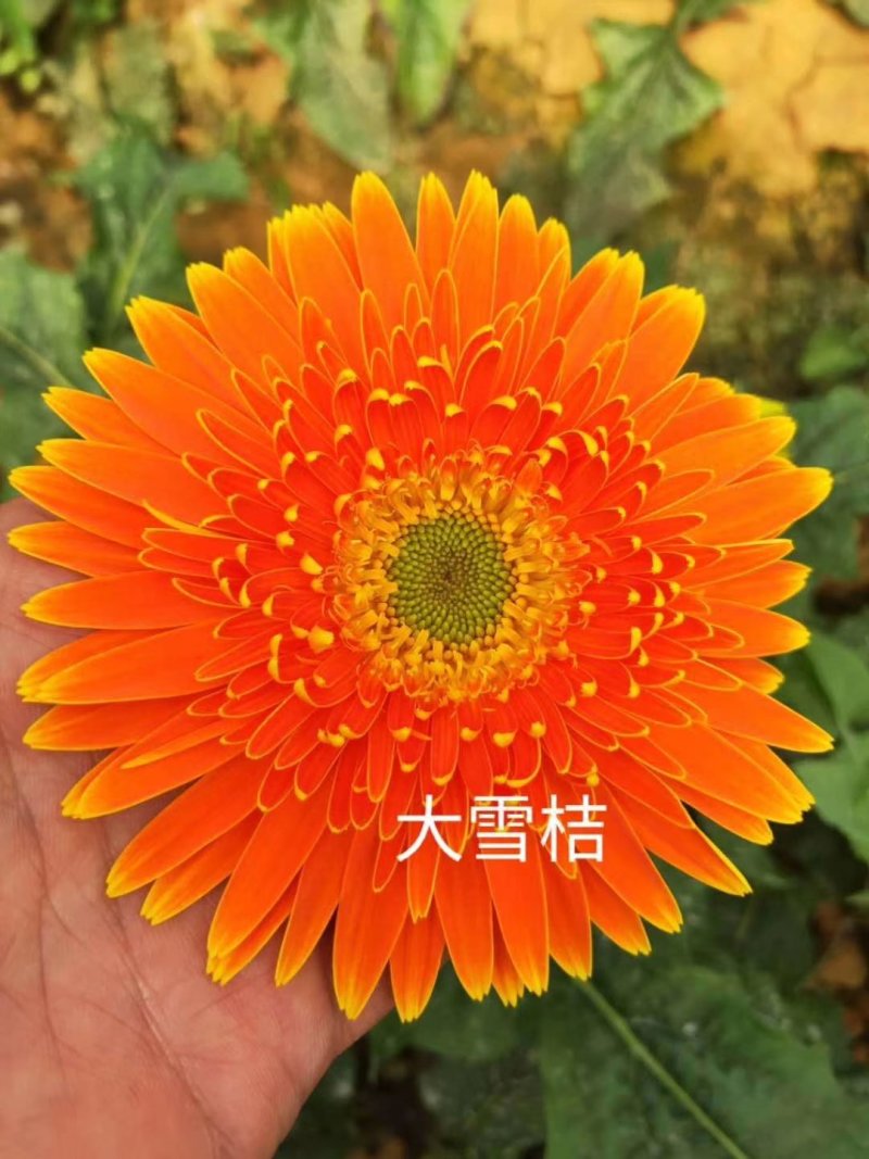 非洲菊种苗室外庭院植物阳台花卉四季开花耐寒耐热观花盆栽