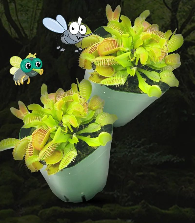 捕蝇食虫草室内桌面花卉绿植吃蚊子奇趣植