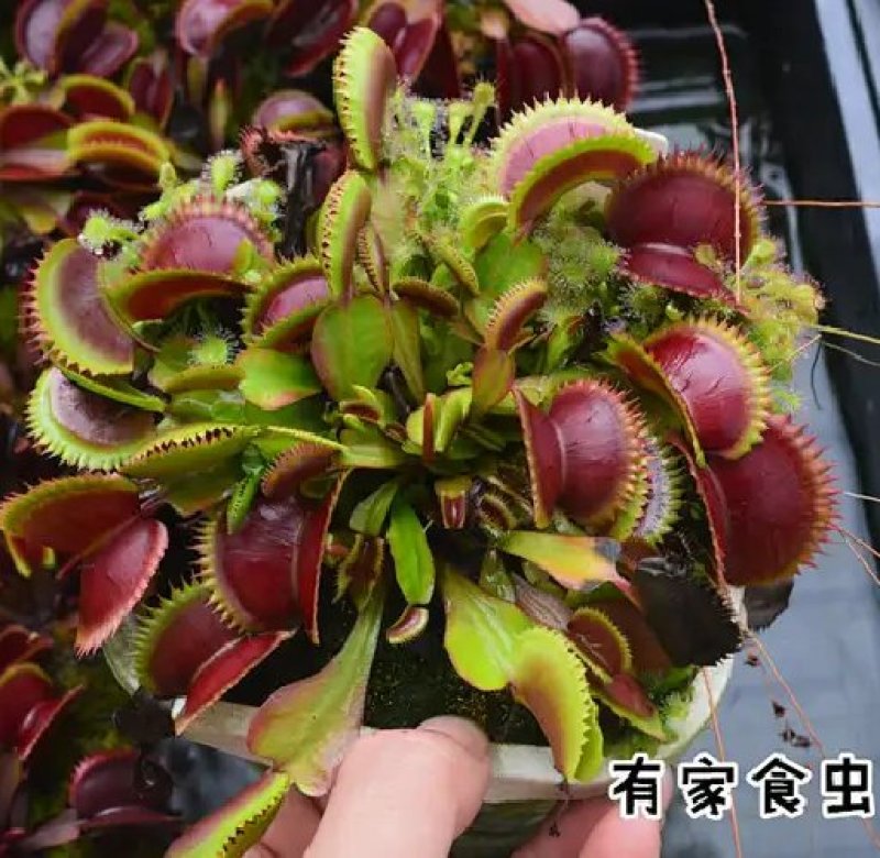捕蝇食虫草室内桌面花卉绿植吃蚊子奇趣植
