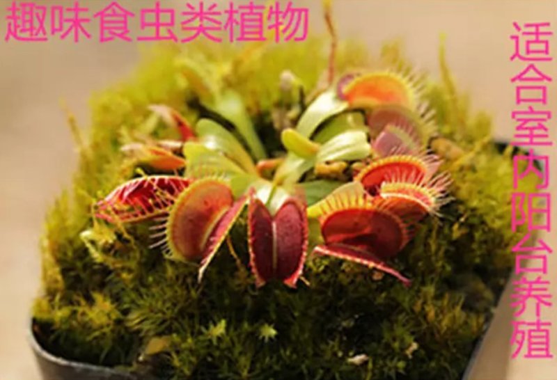 捕蝇食虫草室内桌面花卉绿植吃蚊子奇趣植