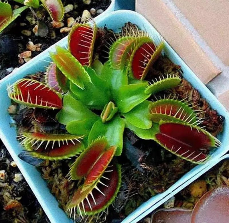 捕蝇食虫草室内桌面花卉绿植吃蚊子奇趣植