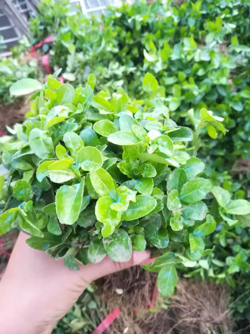 卫矛高度30-50高基地直销南北方种植室内室外