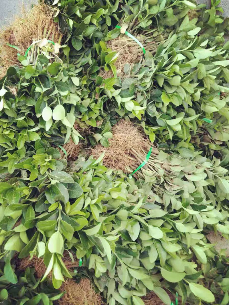 卫矛高度30-50高基地直销南北方种植室内室外