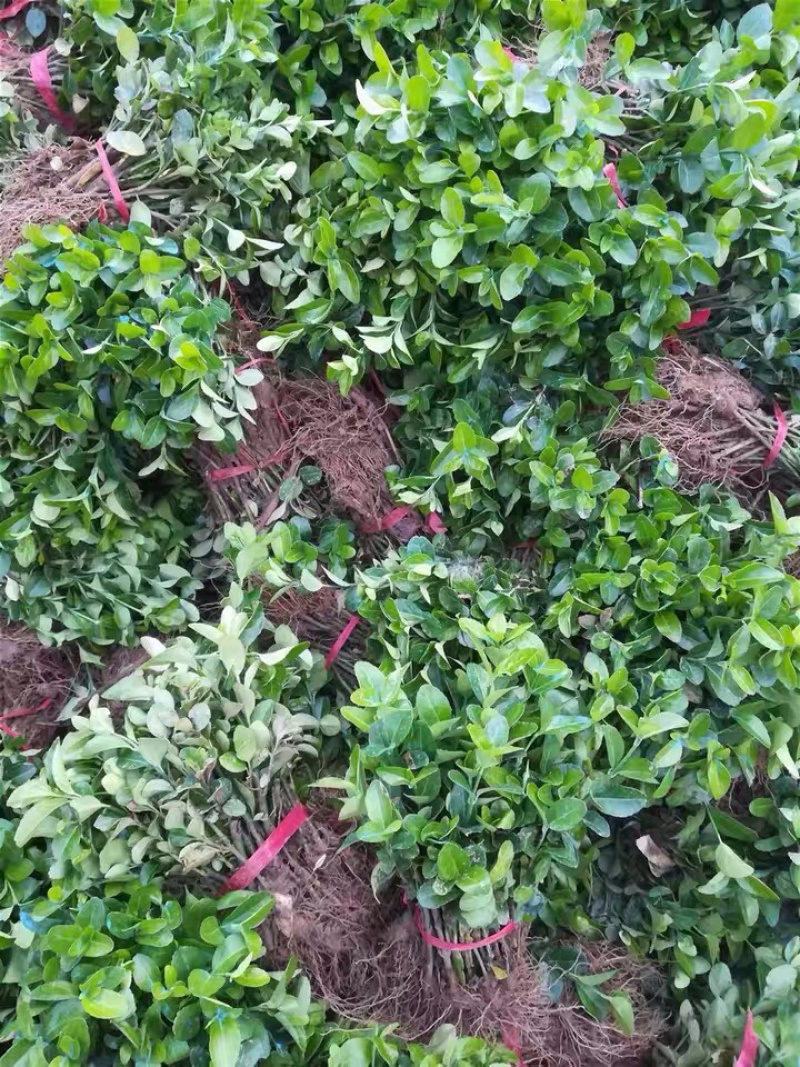 卫矛高度30-50高基地直销南北方种植室内室外