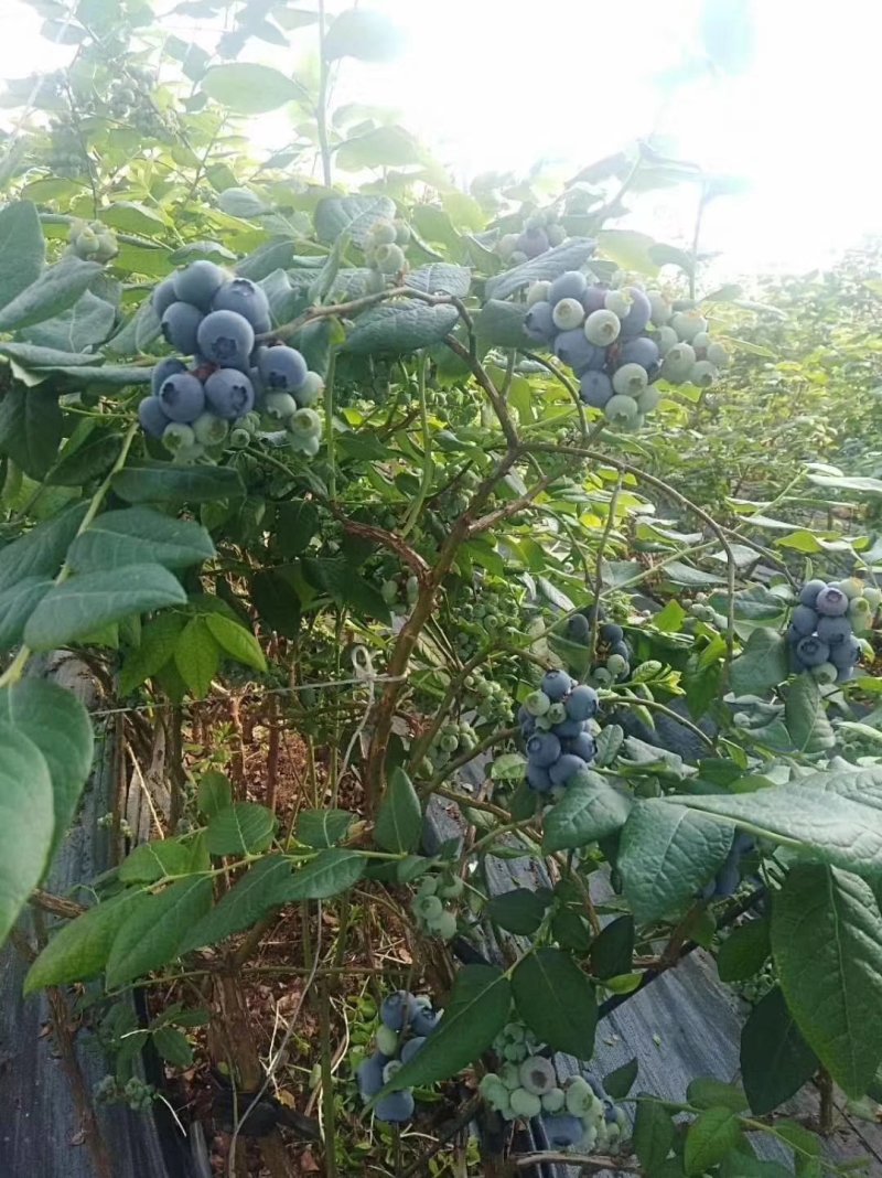 东港陆地蓝莓一件代发基地直发全国顺丰包邮