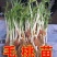 毛桃芽苗，毛桃小苗，小毛桃苗，小芽苗，包活