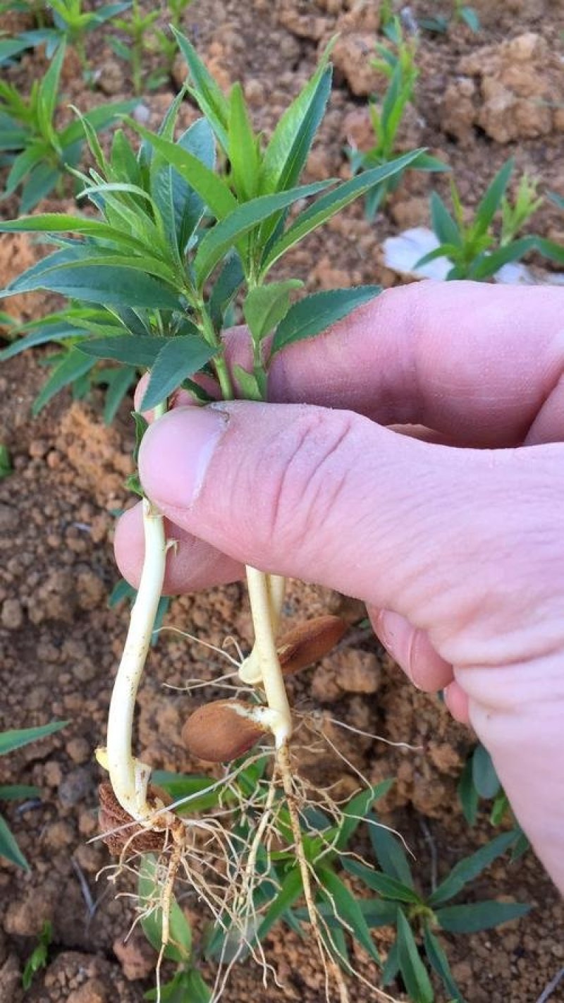 毛桃芽苗，毛桃小苗，小毛桃苗，小芽苗，包活