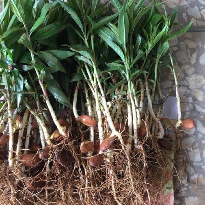毛桃芽苗，毛桃小苗，小毛桃苗，小芽苗，包活