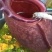 猪笼草盆栽室内桌面花卉绿植吃蚊子奇趣植