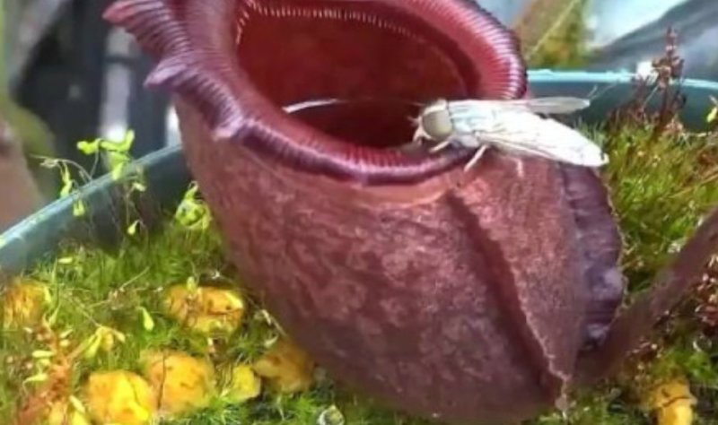 猪笼草盆栽室内桌面花卉绿植吃蚊子奇趣植