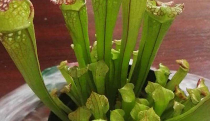 猪笼草盆栽室内桌面花卉绿植吃蚊子奇趣植
