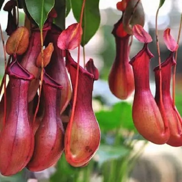 猪笼草盆栽室内桌面花卉绿植吃蚊子奇趣植