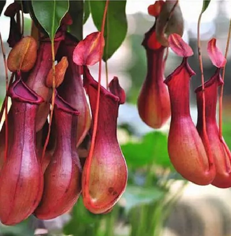 猪笼草盆栽室内桌面花卉绿植吃蚊子奇趣植