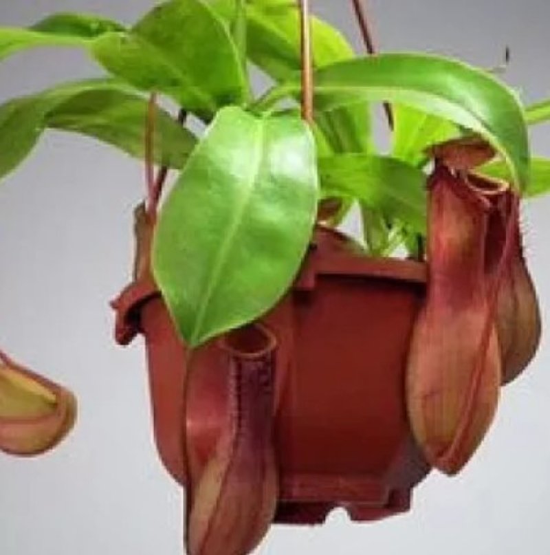 猪笼草盆栽室内桌面花卉绿植吃蚊子奇趣植