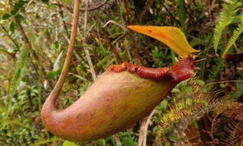 猪笼草盆栽室内桌面花卉绿植吃蚊子奇趣植