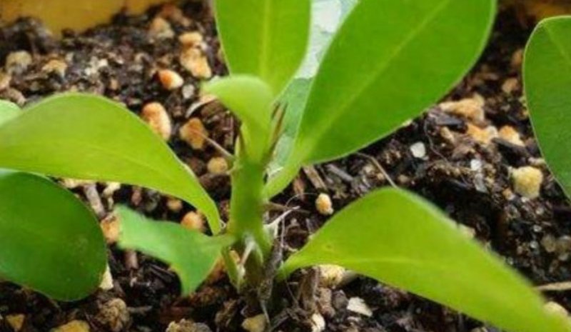 猪笼草盆栽室内桌面花卉绿植吃蚊子奇趣植