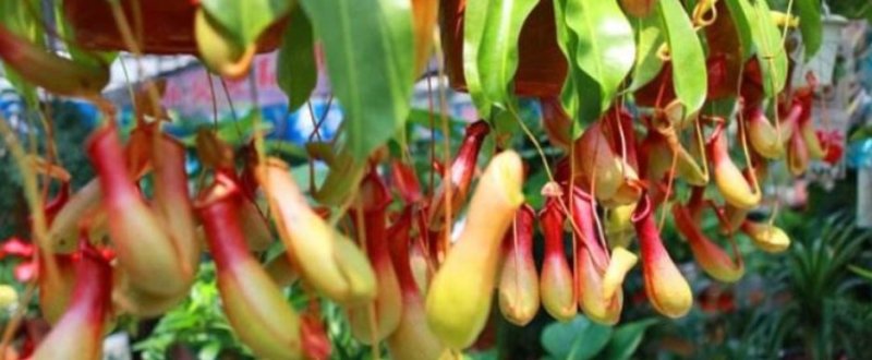 猪笼草盆栽室内桌面花卉绿植吃蚊子奇趣植