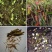 猪笼草盆栽室内桌面花卉绿植吃蚊子奇趣植