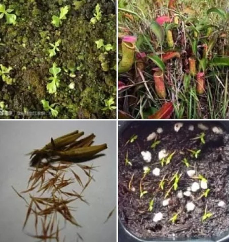 猪笼草盆栽室内桌面花卉绿植吃蚊子奇趣植