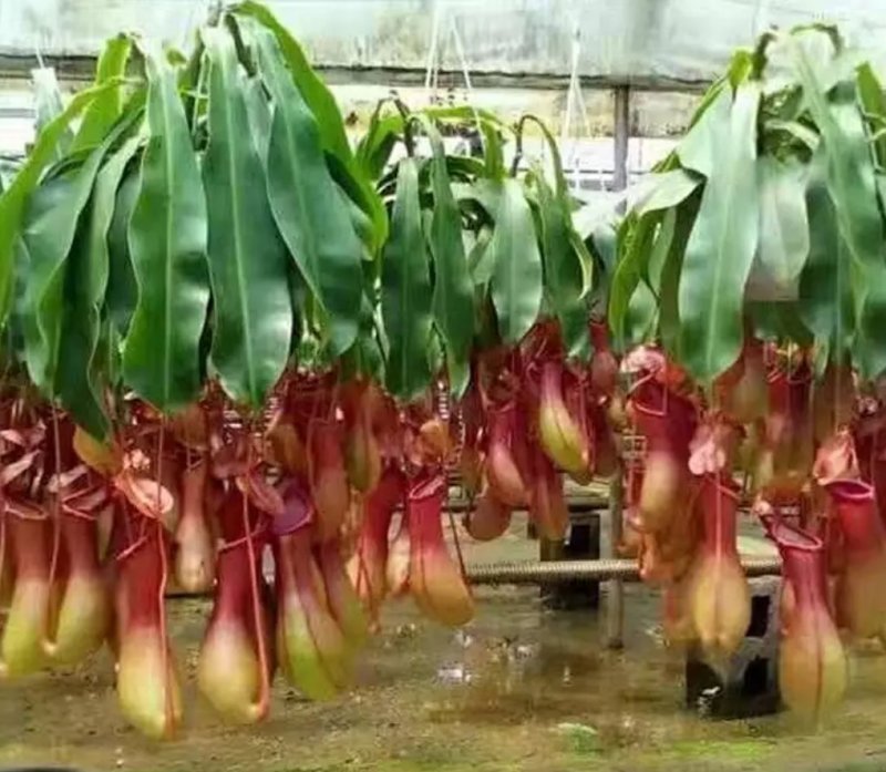 猪笼草盆栽室内桌面花卉绿植吃蚊子奇趣植