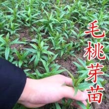 毛桃芽苗，毛桃小苗，小毛桃苗