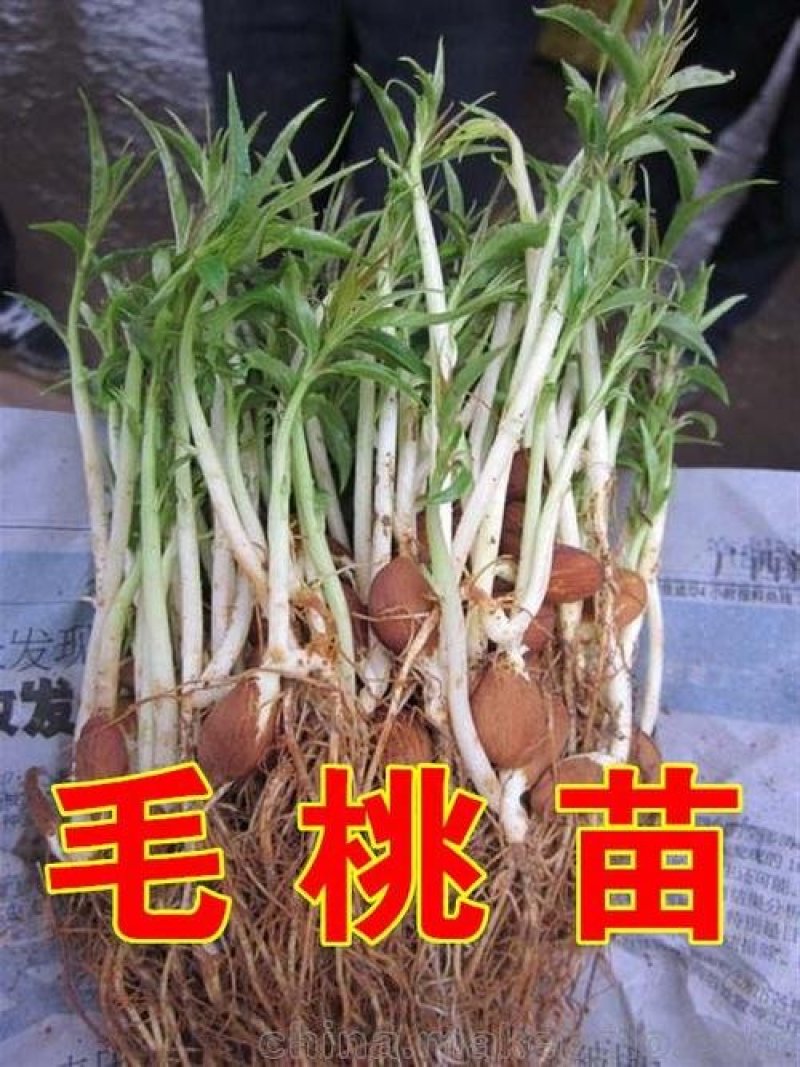 毛桃芽苗，毛桃小苗，小毛桃苗