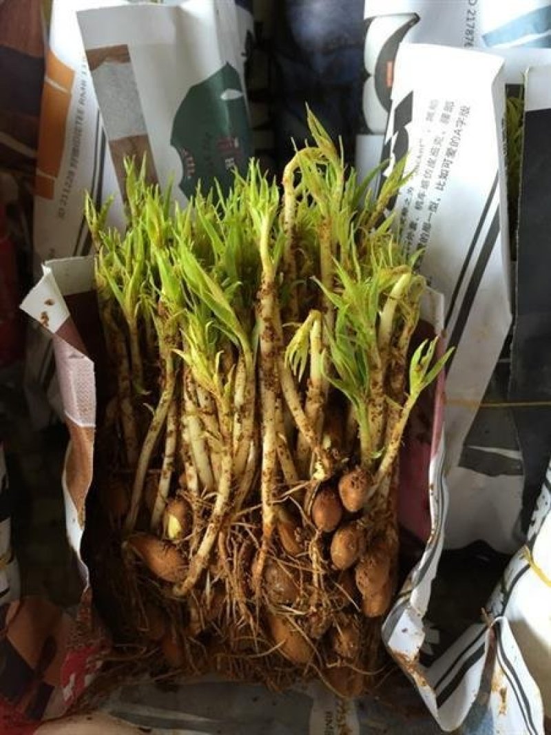 毛桃芽苗，毛桃小苗，小毛桃苗