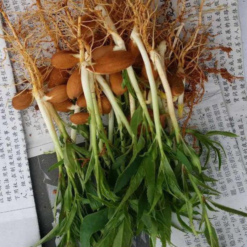毛桃芽苗，毛桃小苗，小毛桃苗