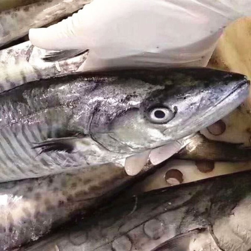 鲜活冷冻鲅鱼马鲛鱼燕鲅鱼海鲜鱼鲅鱼馅咸鲅鱼燕鲅鱼
