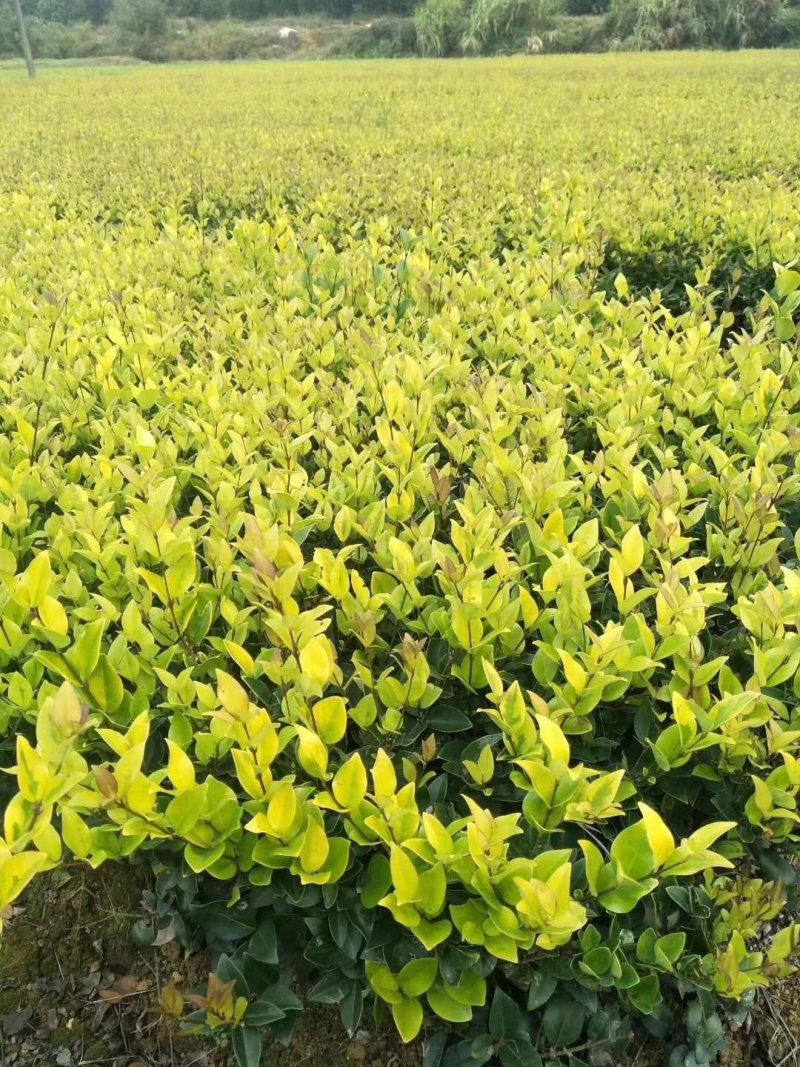 金森女贞园林绿化工程用苗常绿植物