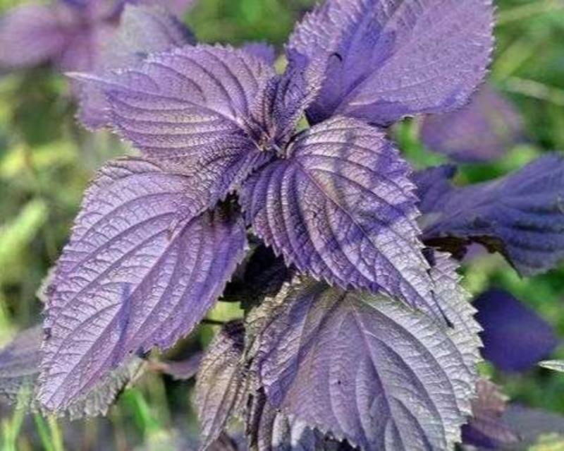 紫背香苏子叶种籽香嫩包肉观赏食用四季盆栽种植农韩国特色蔬