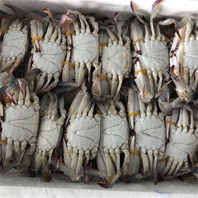 码头直供鲜活急冻梭子蟹海蟹有肉很肥带黄
