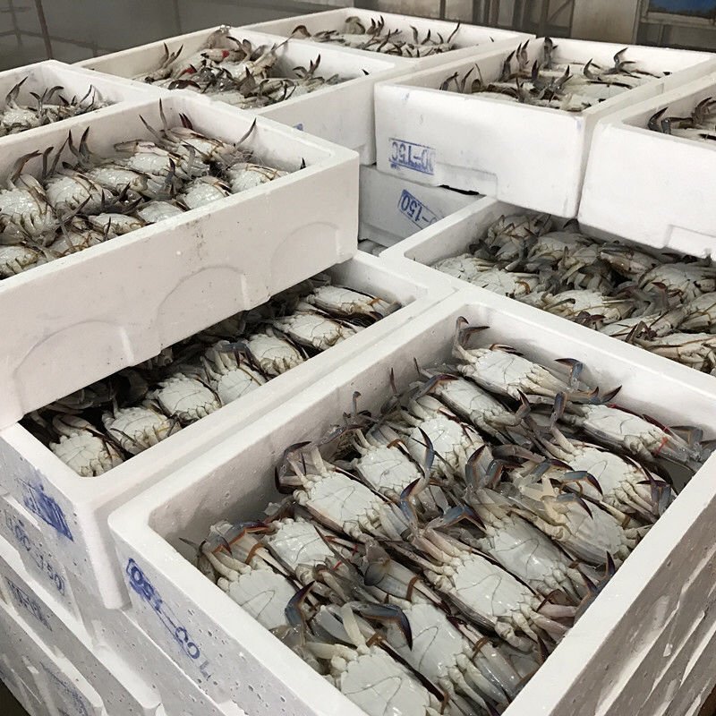 码头直供鲜活急冻梭子蟹海蟹有肉很肥带黄