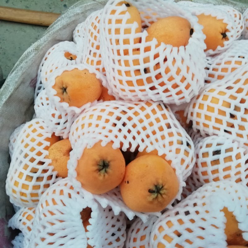 血橙/枇杷