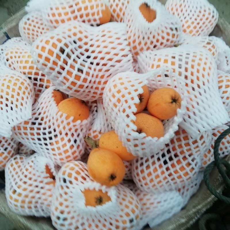 血橙/枇杷