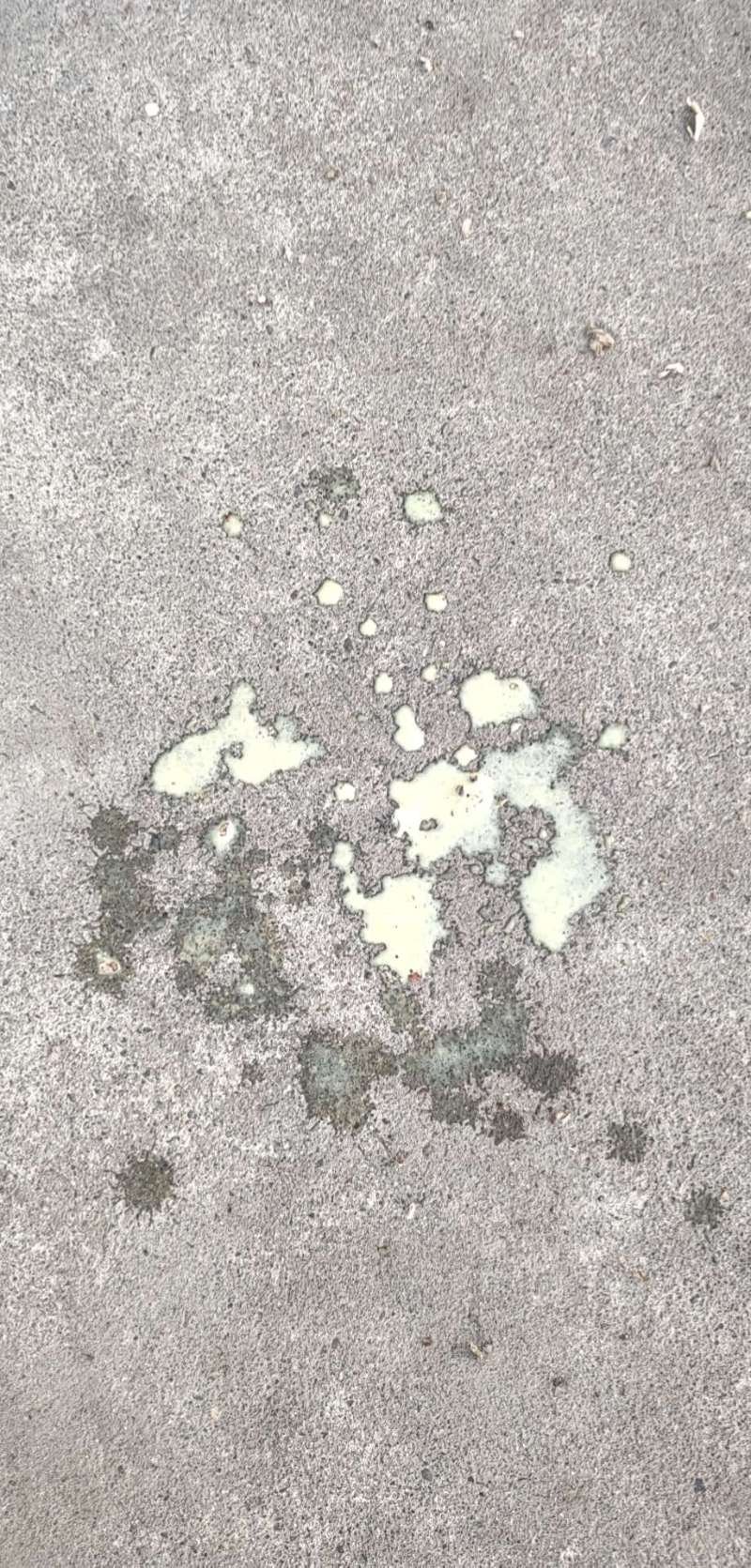 棉壳