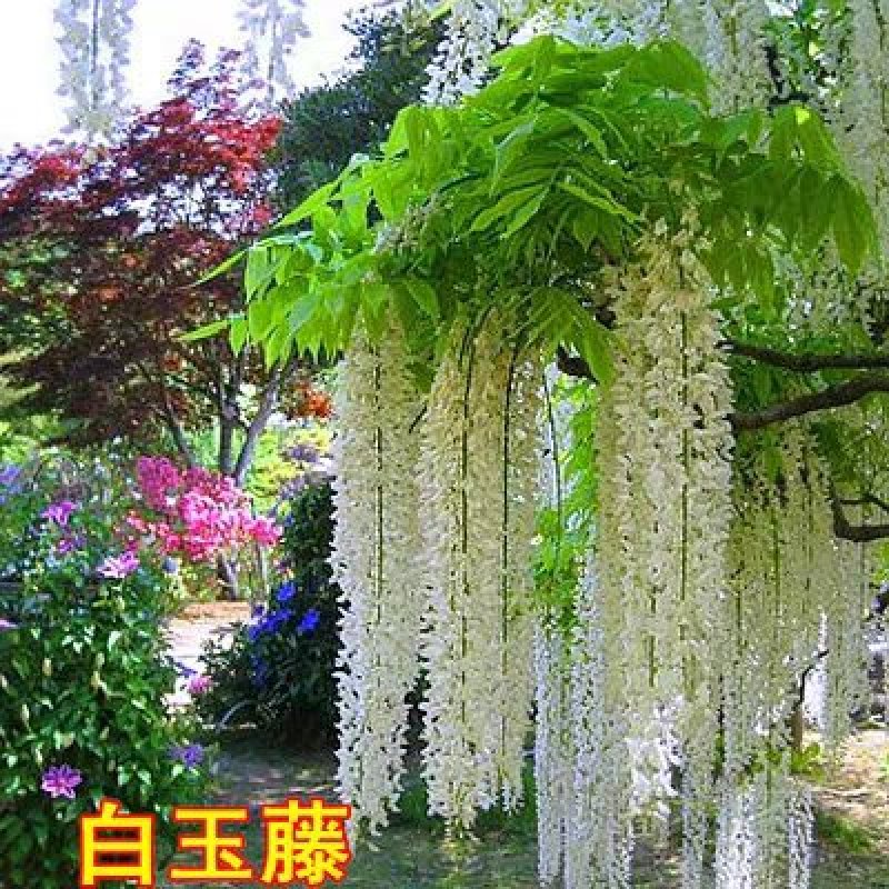 多花紫藤花苗爬藤树苗屋顶盆栽花园围墙庭院攀援植物当年开花
