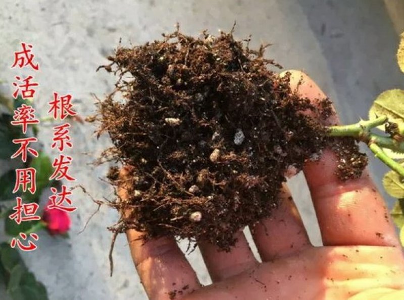 玛丽包品种包对版玫瑰月季苗花朵富贵牡丹气质灌木多花