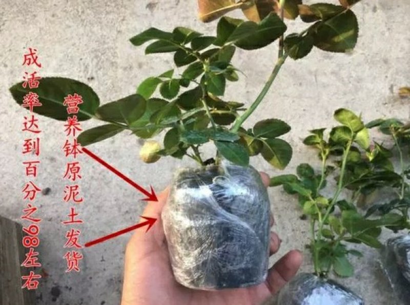 玛丽包品种包对版玫瑰月季苗花朵富贵牡丹气质灌木多花