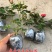 玛丽包品种包对版玫瑰月季苗花朵富贵牡丹气质灌木多花