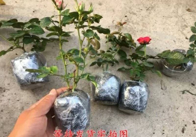玛丽包品种包对版玫瑰月季苗花朵富贵牡丹气质灌木多花